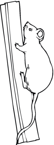 Rat Climbs A Wood Coloring Page